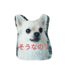 かわいい♡チワワ（個別スタンプ：1）