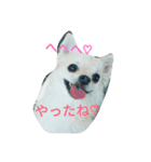 かわいい♡チワワ（個別スタンプ：2）