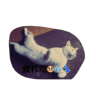 自分の猫（個別スタンプ：1）