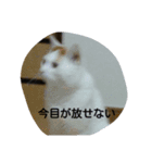 自分の猫（個別スタンプ：3）