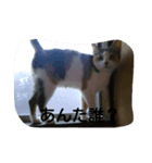 自分の猫（個別スタンプ：4）