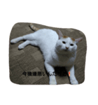 自分の猫（個別スタンプ：5）