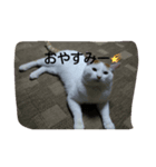 自分の猫（個別スタンプ：6）
