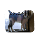 自分の猫（個別スタンプ：7）