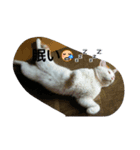 自分の猫（個別スタンプ：8）