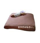 ちゃまふめ（個別スタンプ：11）