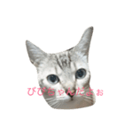 びび（個別スタンプ：1）