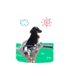 ダックスフンドの大和（個別スタンプ：4）