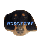 ダックスフンドの大和（個別スタンプ：5）
