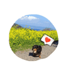 ダックスフンドの大和（個別スタンプ：8）