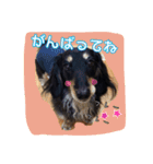 ダックスフンドの大和（個別スタンプ：10）