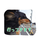 ダックスフンドの大和（個別スタンプ：12）