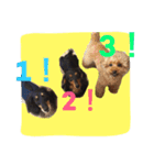 ダックスフンドの大和（個別スタンプ：13）