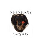 ダックスフンドの大和（個別スタンプ：14）