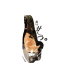 ふく＆まめ 日和（個別スタンプ：3）