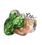 ふく＆まめ 日和（個別スタンプ：6）