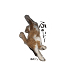 ふく＆まめ 日和（個別スタンプ：7）