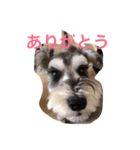 ミニチュアシュナウザーのスタンプ（個別スタンプ：8）