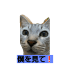 マイケルあんど銀次（個別スタンプ：5）