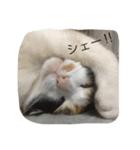 つぶ（個別スタンプ：8）
