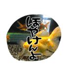 地元弁！（個別スタンプ：4）