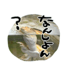 地元弁！（個別スタンプ：5）
