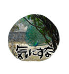 地元弁！（個別スタンプ：16）