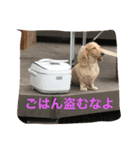 ダックスフンドのコロキャン5歳（個別スタンプ：3）
