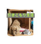 ダックスフンドのコロキャン5歳（個別スタンプ：7）