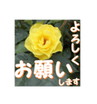薔薇の花♡GB_挨拶メッセージ（個別スタンプ：2）