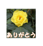 薔薇の花♡GB_挨拶メッセージ（個別スタンプ：3）
