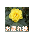 薔薇の花♡GB_挨拶メッセージ（個別スタンプ：4）