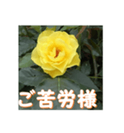 薔薇の花♡GB_挨拶メッセージ（個別スタンプ：5）