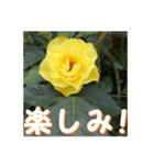 薔薇の花♡GB_挨拶メッセージ（個別スタンプ：7）