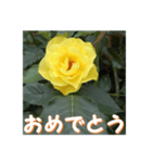 薔薇の花♡GB_挨拶メッセージ（個別スタンプ：9）