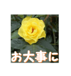 薔薇の花♡GB_挨拶メッセージ（個別スタンプ：10）