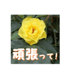 薔薇の花♡GB_挨拶メッセージ（個別スタンプ：11）