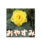 薔薇の花♡GB_挨拶メッセージ（個別スタンプ：12）