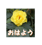 薔薇の花♡GB_挨拶メッセージ（個別スタンプ：13）