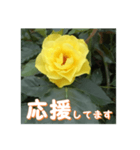 薔薇の花♡GB_挨拶メッセージ（個別スタンプ：14）