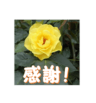 薔薇の花♡GB_挨拶メッセージ（個別スタンプ：15）