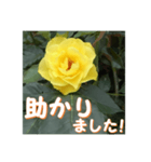 薔薇の花♡GB_挨拶メッセージ（個別スタンプ：16）