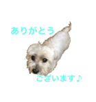 マルっこ（個別スタンプ：10）