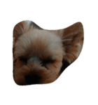 かわいい犬の寝顔（個別スタンプ：1）
