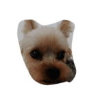 かわいい犬の寝顔（個別スタンプ：2）