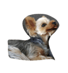 かわいい犬の寝顔（個別スタンプ：4）