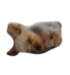 かわいい犬の寝顔（個別スタンプ：7）