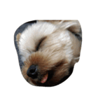 かわいい犬の寝顔（個別スタンプ：8）