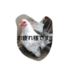 加藤さんとチャボの1日（個別スタンプ：5）