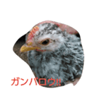 加藤さんとチャボの1日（個別スタンプ：6）